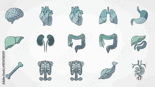 Collection of Human Organs and Anatomy Illustrations.