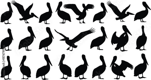 Pelican bird silhouette set, flying and standing poses collection, wildlife animal shapes, black isolated figures on white background