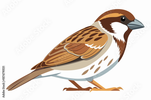 sparrow isolated on white