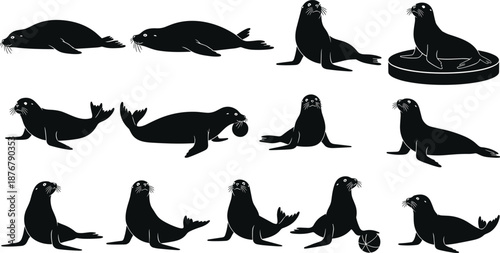 Seal silhouettes, marine animals, sea life, playful pose, resting, balancing, whiskers, flippers, black vector, flat 