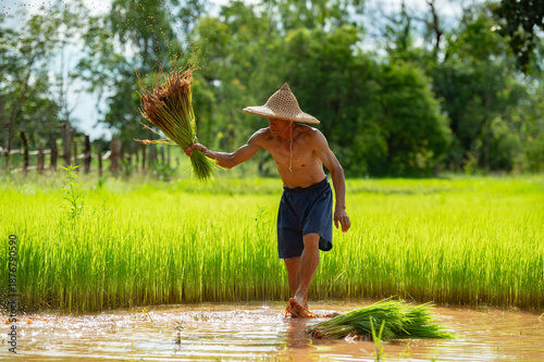 Vászonkép Life of Rice Farmer: Witness a farmer toiling in a vibrant rice paddy, embodying the essence of rural life and traditional farming
