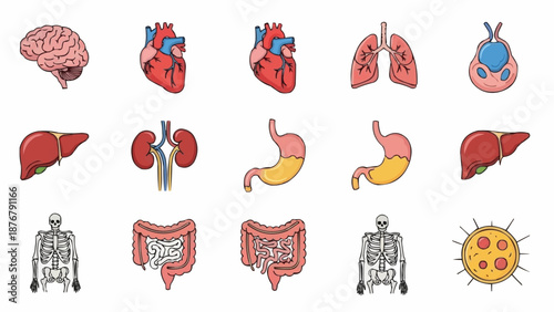 Collection of Human Organs and Skeleton Illustrations.