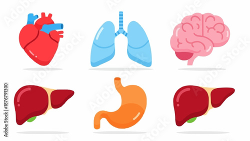 Collection of Human Organs Medical Illustration.
