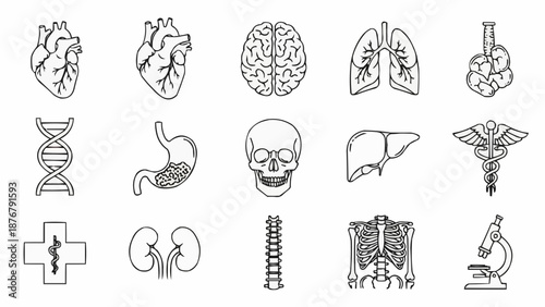 Collection of Medical Anatomy Icons and Symbols.