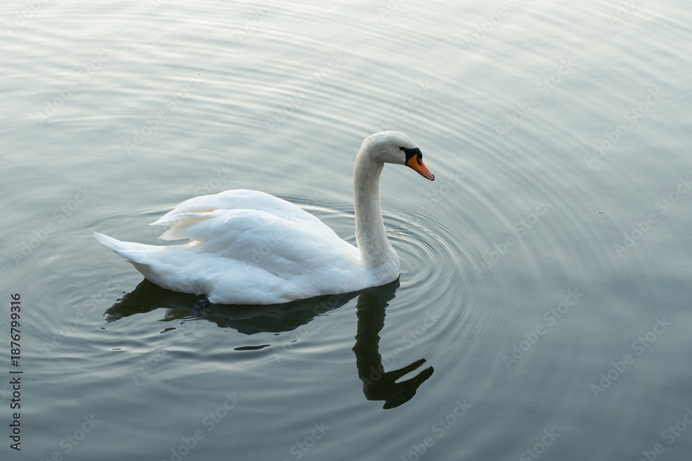 Obraz premium 和田倉濠に浮かぶコブハクチョウ