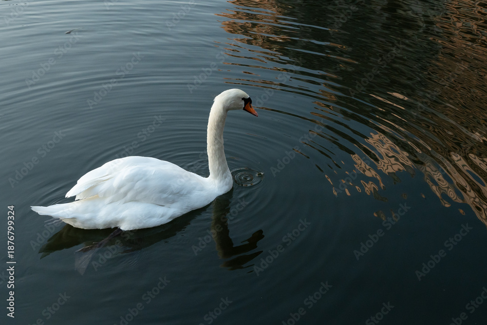 Obraz premium 和田倉濠に浮かぶコブハクチョウ
