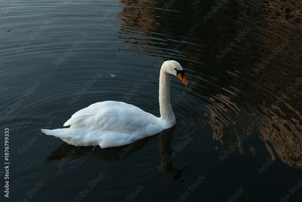 Fototapeta premium 和田倉濠に浮かぶコブハクチョウ