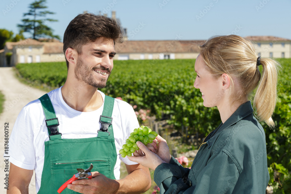 Fototapeta premium young wine producers holding bunch of freshly picked grapes