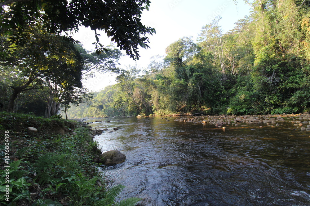 Obraz premium Caminata en el bosque