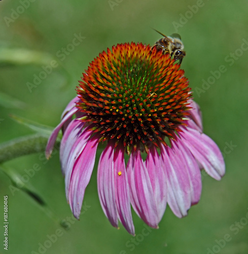 Bee sits on the coneflower and drinks nectar