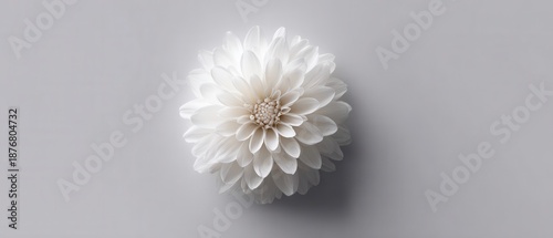 Minimalist Polypetalous Flower in Soft White Tones on Neutral Background