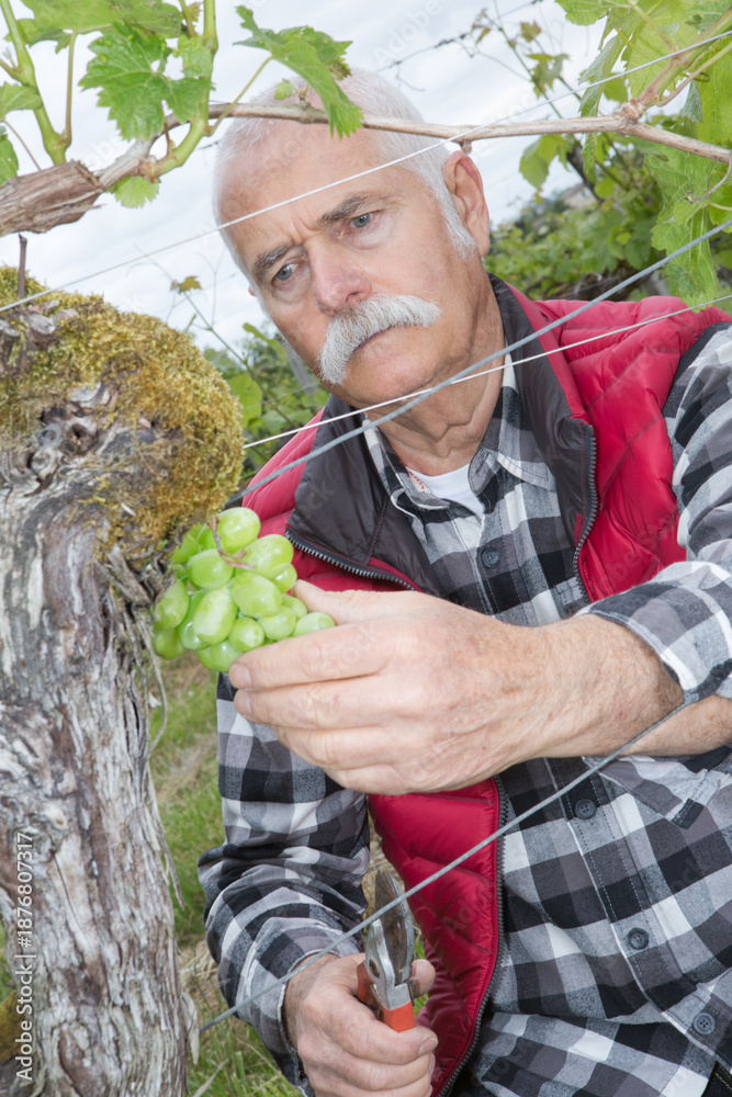 Fototapeta premium worker of the vineyard harvesting grapes