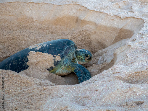 A green sea turtle (Chelonia mydas) in the Ras Al-Jinz turtle sanctuary near Sur in Oman.