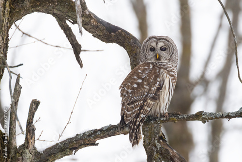 Billede på lærred barred owl (Strix varia) in winter