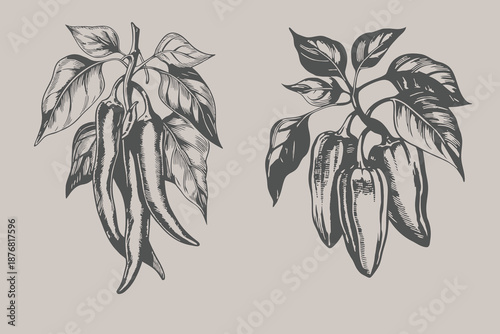 Engraving style chili with leaves set illustration. Hand-drawn Vintage Hot Chili Peppers vector. Eps 10
