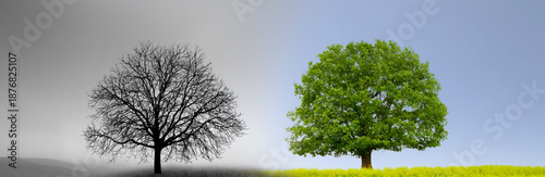 Verwitterte Holzveranda aus alten Holzdielen vor Nebelhintergund