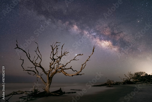 Driftwood Tree on the Beach Under the Milky Way