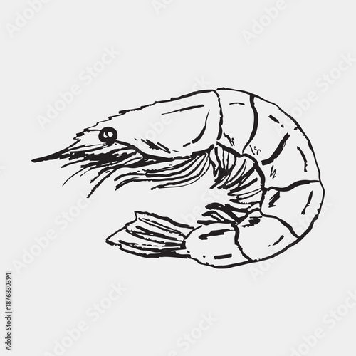 Hand drawn shrimp seafood design. Seafood, Mediterranean diet, healthy nutrition. Vector sketch illustration in vintage crayon charcoal style. Marine life