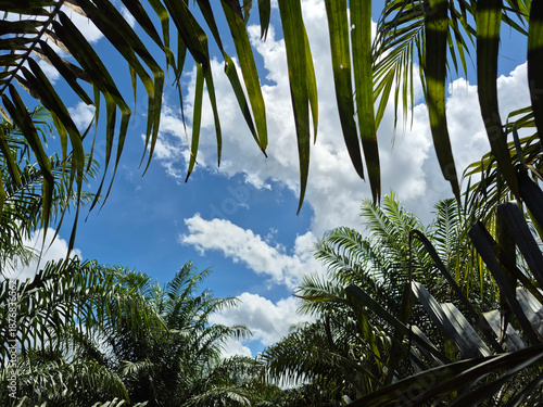 Under a brilliant blue sky dotted with fluffy white clouds, rows of lush oil palm trees stretch across the land — nature and agriculture in harmony beneath an endless, sunlit dome.