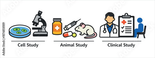 Schematic illustration/infographic of the three stages of scientific research into medicines or medical interventions. Created in a simple, bright flat design with icons.
