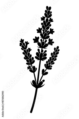 Elegant black and white silhouette illustration captures the delicate structure of a fragrant lavender flower spike with detailed blossoms.
