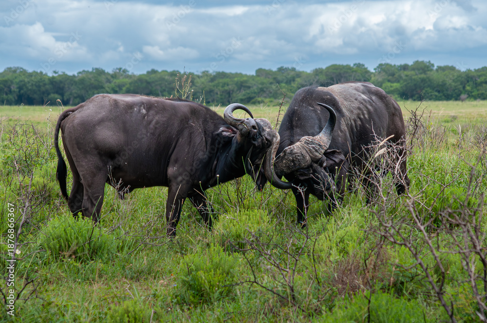 Fototapeta premium Two African Buffalo Locking Horns in Grassland