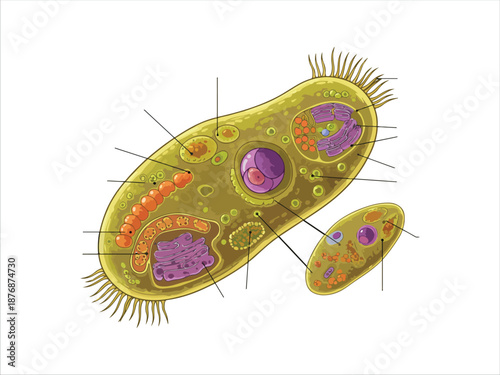 Detailed illustration of a protozoan cell structure and organelles