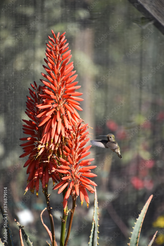 Fototapeta premium Hummingbird Hovering Near a Blooming Orange Aloe Plant