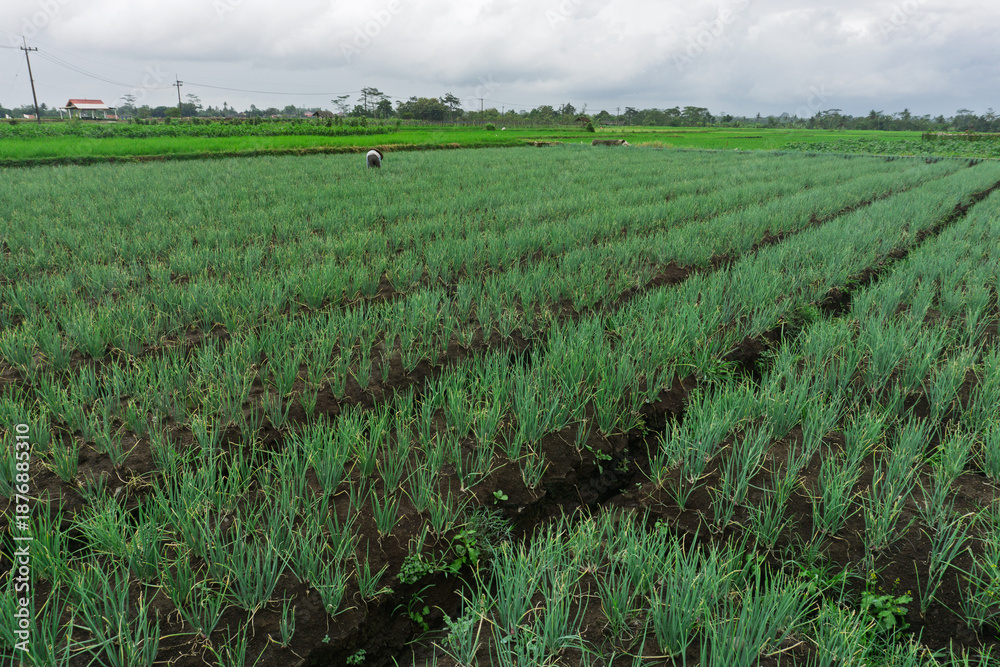 Obraz premium High angle view of organized red onion rows in a lush green agricultural field