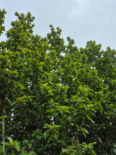 A cluster of lush, leafy trees stands tall in a verdant rural setting, their broad green canopies swaying gently above a carpet of grass and soil — nature thriving in quiet, grounded harmony.