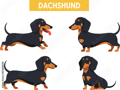 Four Happy Dachshunds in Playful Poses