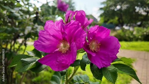 Beautiful pink dog rose (Rosa canina) bloom