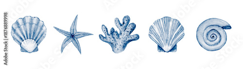 Sea set watercolor illustration. Watercolor hand drawn sea shells isolated on white background