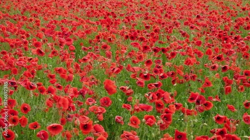 Meadow with thousands of red poppies
