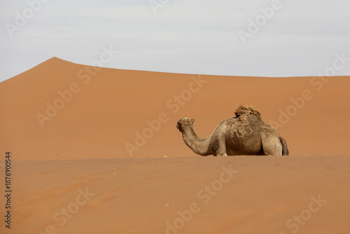 Un dromadaire dans le désert marocain