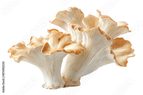 White and tan oyster mushroom cluster isolated on transparent background. Oyster mushroom cluster isolated on white background.