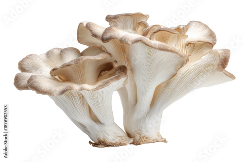 Close up of a cluster of white oyster mushrooms isolated on transparent background. Oyster mushrooms cluster isolated on white background.