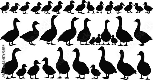 Duck and goose silhouettes set with different poses, black waterfowl collection including adult birds and ducklings, isolated on white background, farm animal concept.