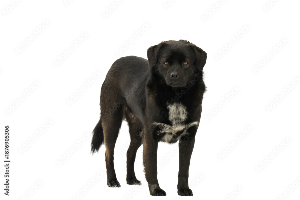 Obraz premium Black dog isolated