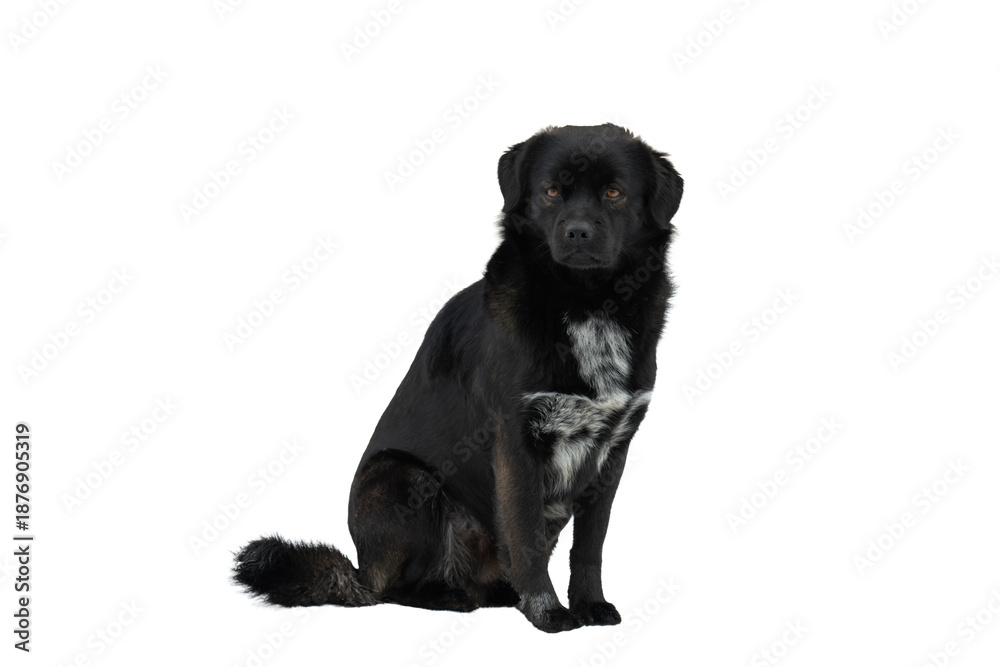 Obraz premium Black dog isolated
