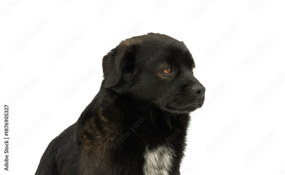 Obraz premium Black dog isolated