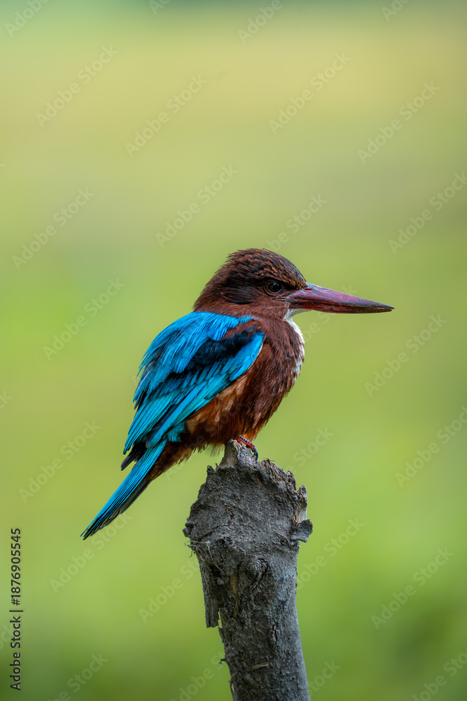 Fototapeta premium Close-up portrait of a White-throated Kingfisher