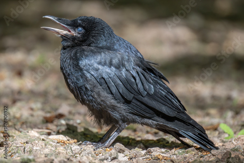Bild auf Leinwand Baby Crow on the ground squawking