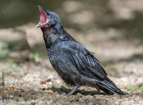 Bild auf Leinwand Baby Crow on the ground squawking
