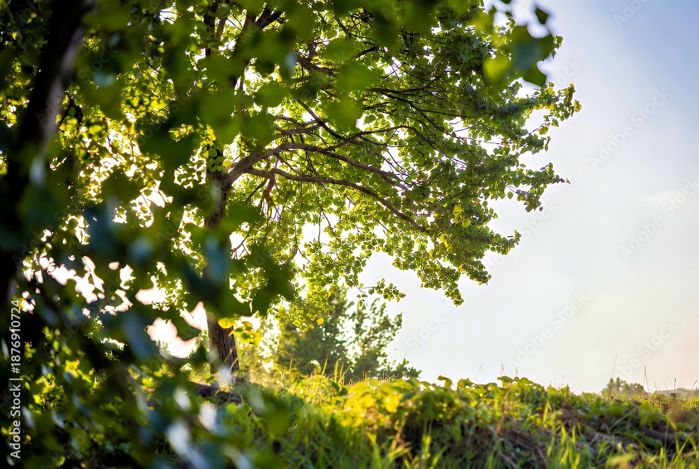 Fototapeta premium Golden Hour Canopy: Sunlit Tree Leaves and Lush Green Foliage