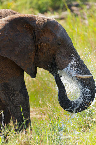 Eléphant s'abreuvant et s'aspergeant au point d'eau. Loxodonta africana. Parc National Kruger (Afrique du Sud).