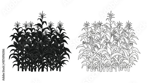 black and white illustration of corn plants side by side