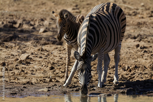 Female zebra drinking at the waterhole with foal. Pilanesberg National Park, South Africa.