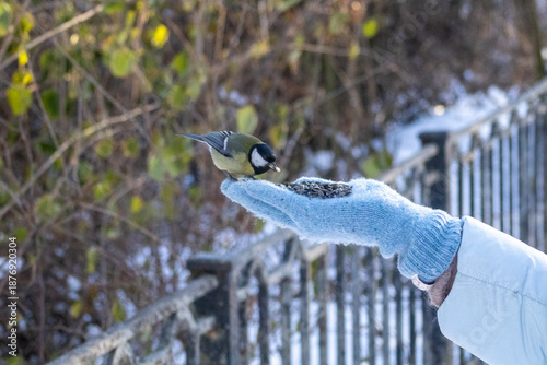 A close-up of a great tit perched on a human hand, eating seeds, capturing a quiet moment of trust and interaction between people and wildlife in a natural outdoor setting
