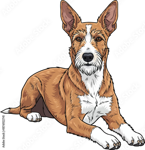 Portuguese Podengo dog lying down relaxed head raised facing front